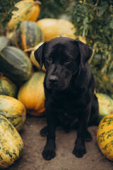 a beautiful black labrador dog and many yellow pumpkins. Halloween and a dog. Autumn atmosphere, a big mountain of pumpkins and a dog