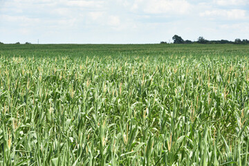 ears of corn and green leaves on a field background close-up. Corn farm. A selective focus picture...