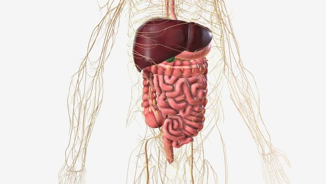 Digestive system and Nerveus System
