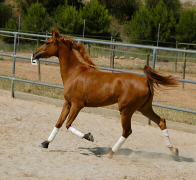 Caballo marr&oacute;n