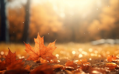 maple leaf in autumn with maple tree under sunlight background