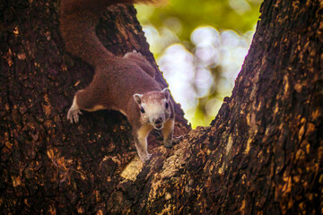 Squirrel perched on a tree branch