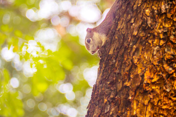 Squirrel perched on a tree branch
