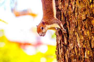 Squirrel perched on a tree branch