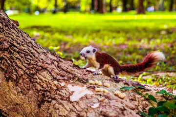 Squirrel perched on a tree branch
