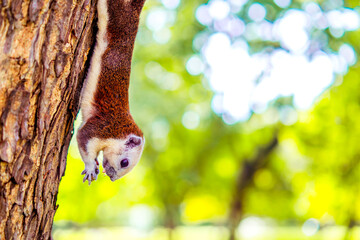 Fototapeta premium quirrel Hanging Upside Down with Walnut on Tree
