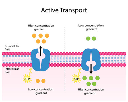 Active transport across the cell membrane. Substance movement against concentration gradient requires energy, ATP. membrane transporters	
