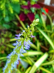 close up of a flower