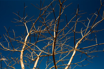 branches against blue sky