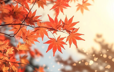 maple leaf in autumn with maple tree under sunlight background