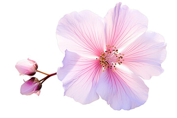 Close-up of a pink and purple Rose of Sharon (Hibiscus syriacus) isolated on transparent background PNG