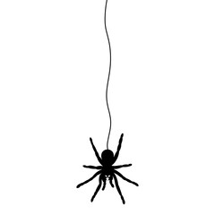 Halloween Black Spider hanging doodle.	
