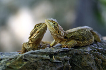 Bearded Dragon (Pogona Vitticeps) in a terrarium, pregnant, with swollen belly and black beard