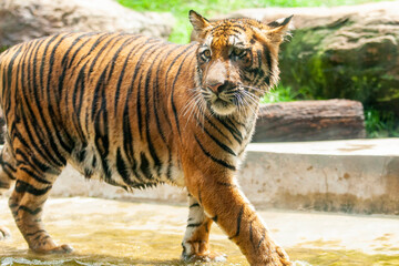 tiger in the zoo