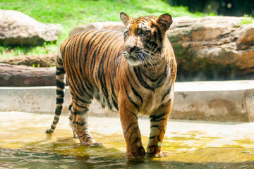 tiger in the river