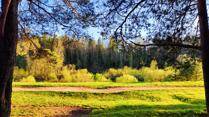 Landscape with pine trees in the forest in evening under the setting summer sun in sunset on spring, summer or autumn time. The concept of nature travel