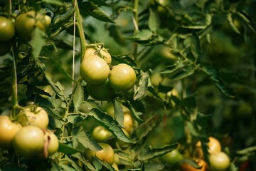 Close up view. Garden with fresh tomatoes at daytime