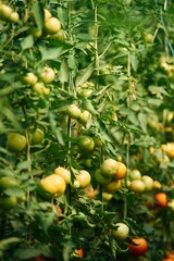 Garden with fresh tomatoes at daytime