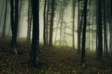 mysterious green woods in fog