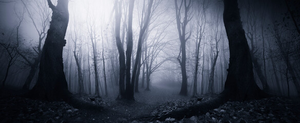 forest at night, dark fantasy halloween background