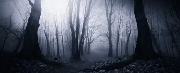 Fototapeten forest at night, dark fantasy halloween background © andreiuc88