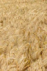 Ripe barley field close-up, natural background