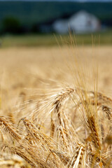 Ripe barley field close-up, natural background