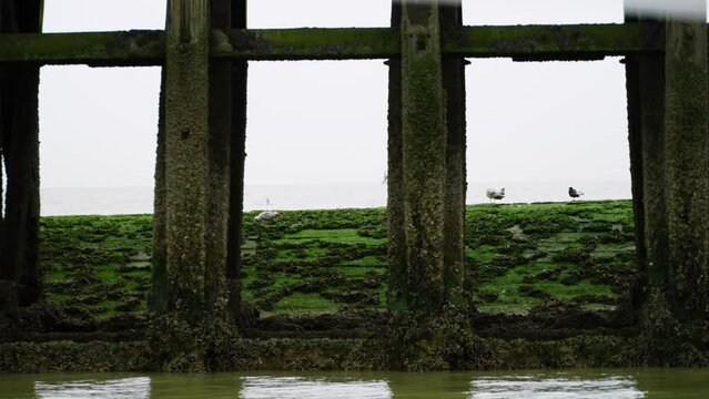 A flock of European Herring Gull standing on a pier covered with green algae under a bridge. North Sea in Nieuwpoort, Belgium