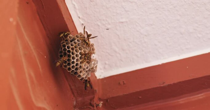 A small wasps nest covered in black and yellow paper wasps in the corner of a covered patio close up, slow motion