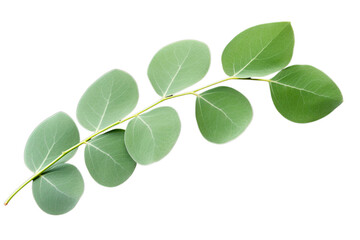 Eucalyptus green leaves on a branch isolated on transparent background PNG