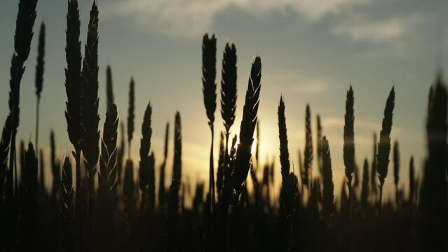 The rays of the setting sun break through the silhouettes of ears of ripe wheat in the field. Food crisis concept. Embargo and ban on the export of grain.