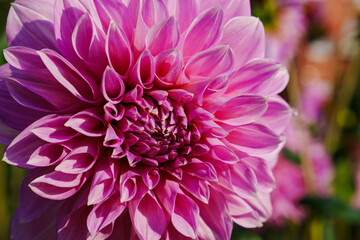 close-up. Dahlia flower with pink petals. 