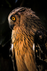 eagle owl in the dark