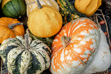 A colorful autumn ornamental gourds and pumpkins