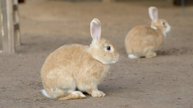 Curious rabbit looking around, static closeup