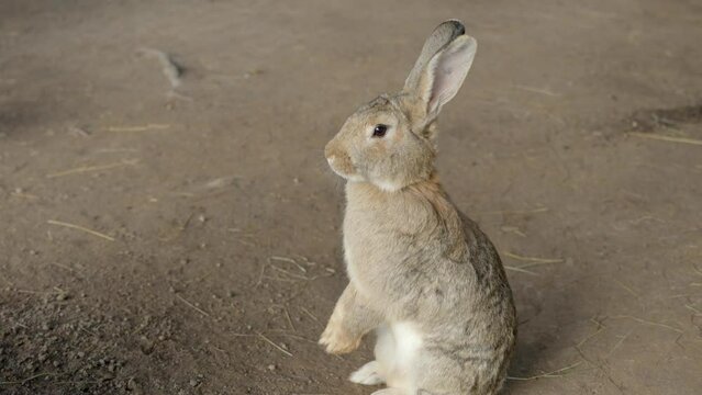 Rabbit sitting on its feet with hanging paws, closeup handheld