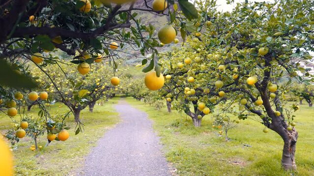 Awesome Lemon Trees in a Field in Canary Island