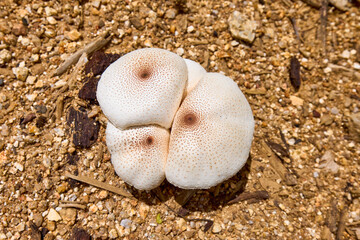 group of mushrooms in a forest in Thailand