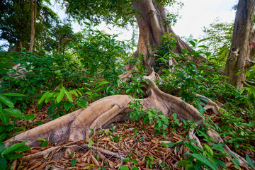 a tree with roots in a forest in Thailand.
