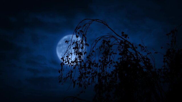 Tree Top Blows Around With Moon Behind At Night
