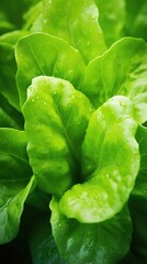 Green Leaves texture with water drops background. Beautiful bright fresh natural close-up of greens varieties of cabbage lettuce for making healthy food salad, detox. Vertical photography...