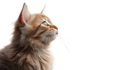 disheveled cat stares off into the distance hunting isolated on transparent background