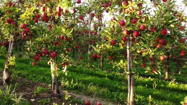 Flying in apple orchard, France. Ripe red apples ready to pick at harvest time. Cultivar Braeburn.