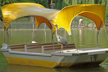 Graureiher an Bord