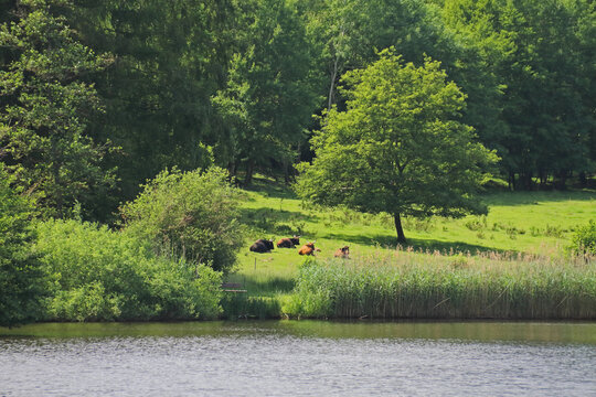 Urrinder auf der Weide