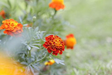 French orange marigold flower (Tagetes) in full bloom