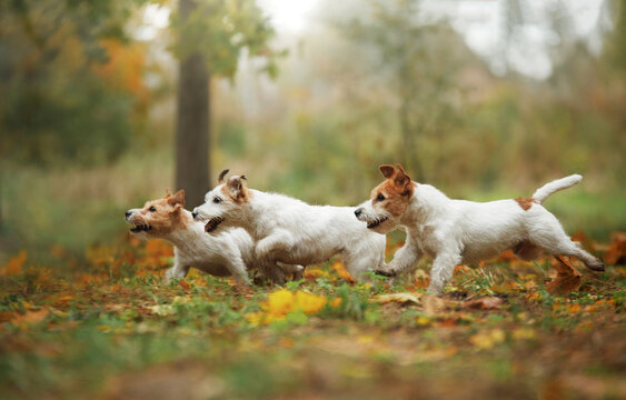 Happy Jack Russell Terriers in autumn. Walking with a pet in leaf fall. three dogs run together in the park