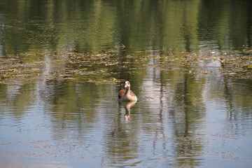 Nilgans