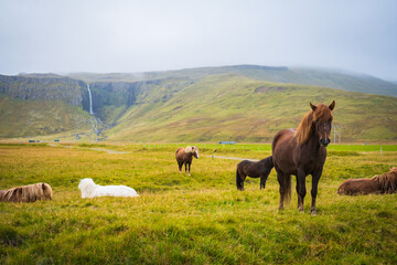 Naklejka na ściany i meble Horses at the meadows of Iceland