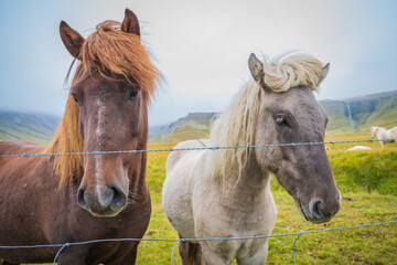 Obraz na płótnie Canvas Horses at the meadows of Iceland